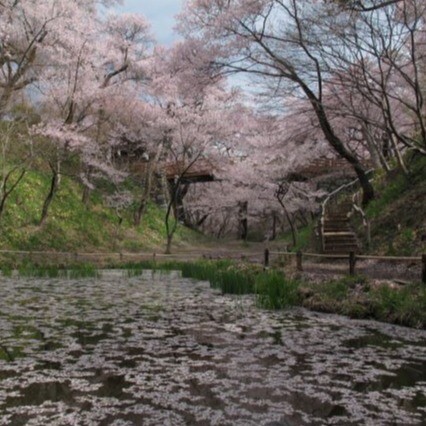 ～桜を愛でる旅～　②長野県