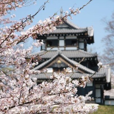 ～桜を愛でる旅～　④新潟県