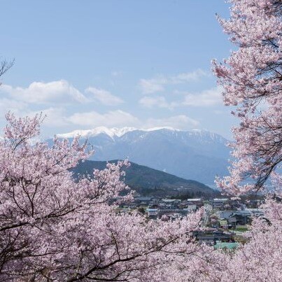 ～桜を愛でる旅～　②長野県