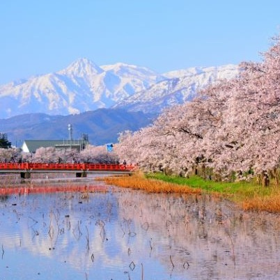 ～桜を愛でる旅～　④新潟県